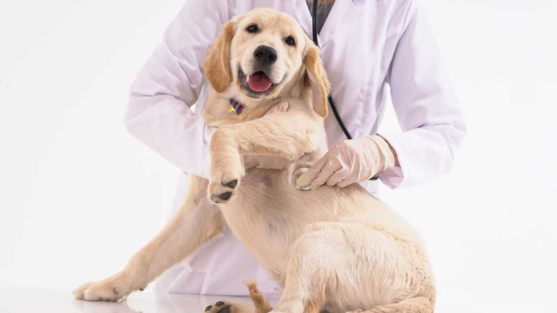 a doctor touching a dog showing the important of getting the best pet medical health insurance